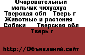 Очаровательный мальчик чихуахуа - Тверская обл., Тверь г. Животные и растения » Собаки   . Тверская обл.,Тверь г.